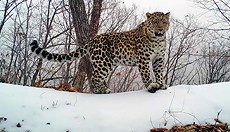 ������ � ����� ��������� ������ ��������� ������� ��� ���������� �������������� ��������